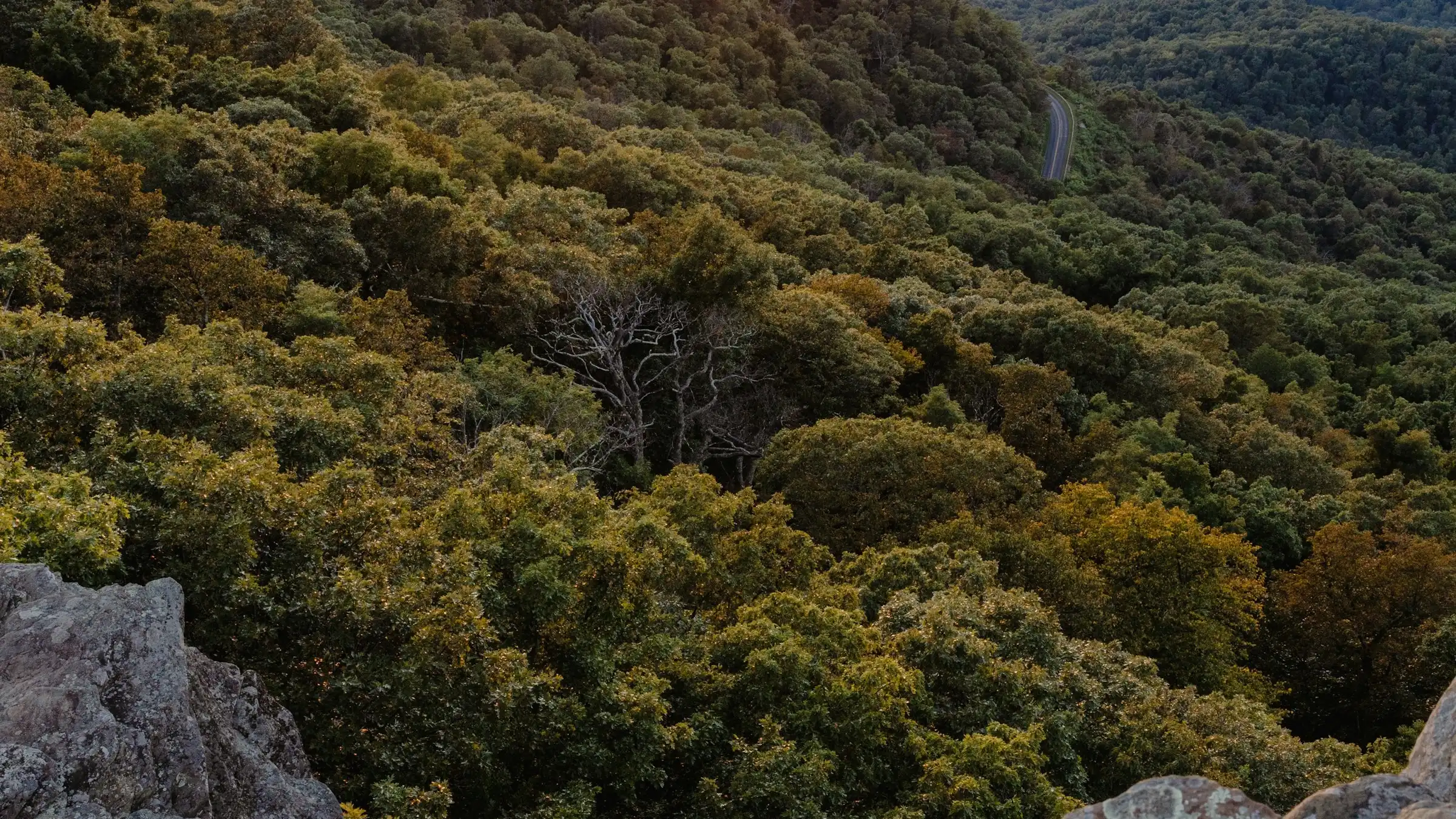 Dense green hardwood forest, typical of the woodland covering much of Henry County, Virginia.