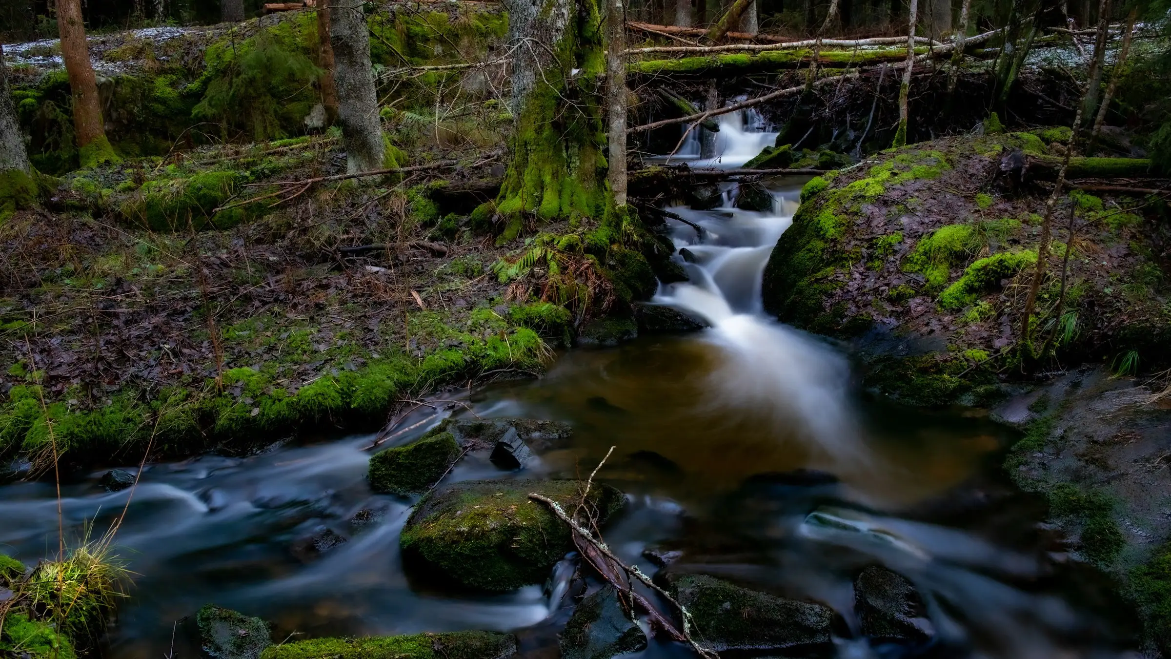 A clear stream running through green forest.